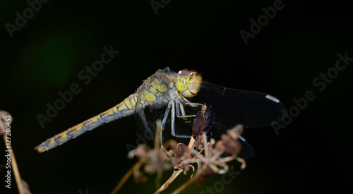 Dragonfly photo