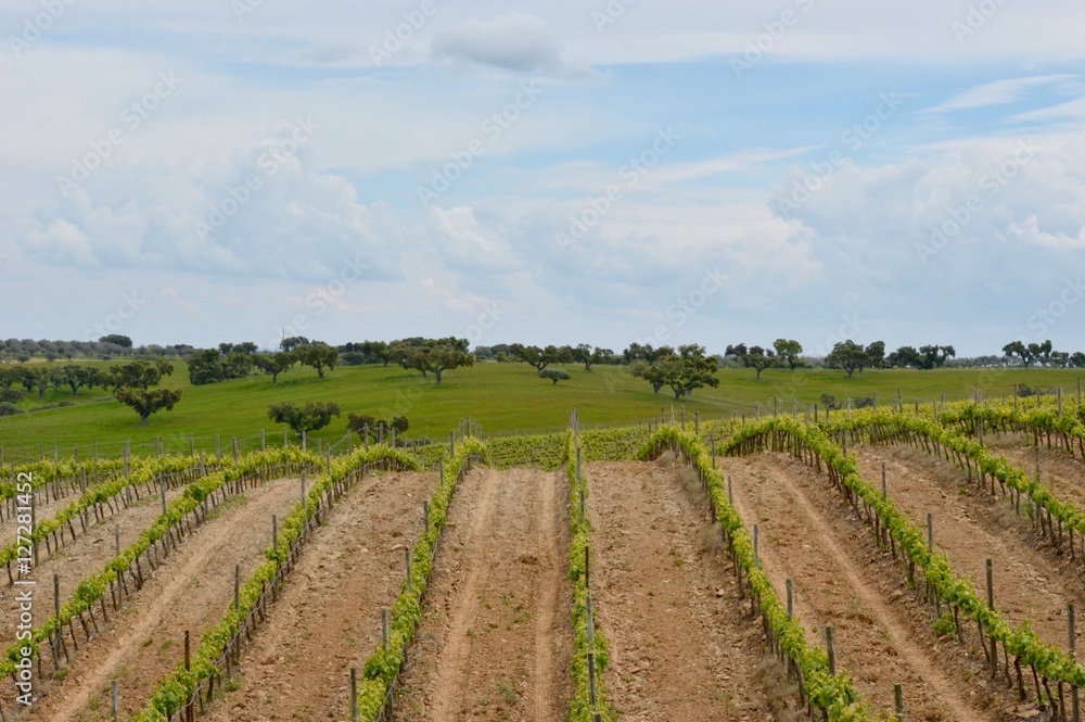 Portugal vine landscape