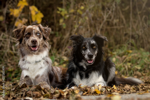 Zwei beste Aussie-Freunde