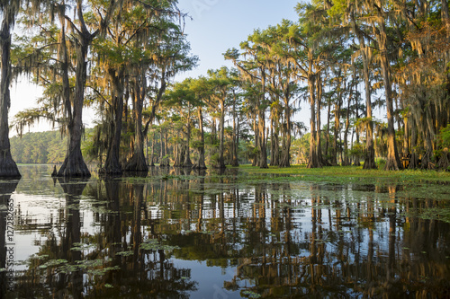 Classic bayou swamp scene of the American South featuring bald cypress trees reflecting on murky water in Caddo Lake, Texas, USA