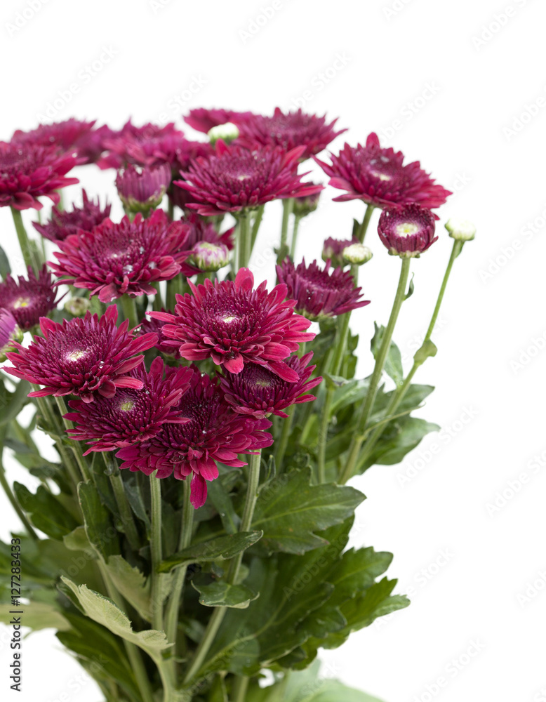 dark red spray chrysanthemums