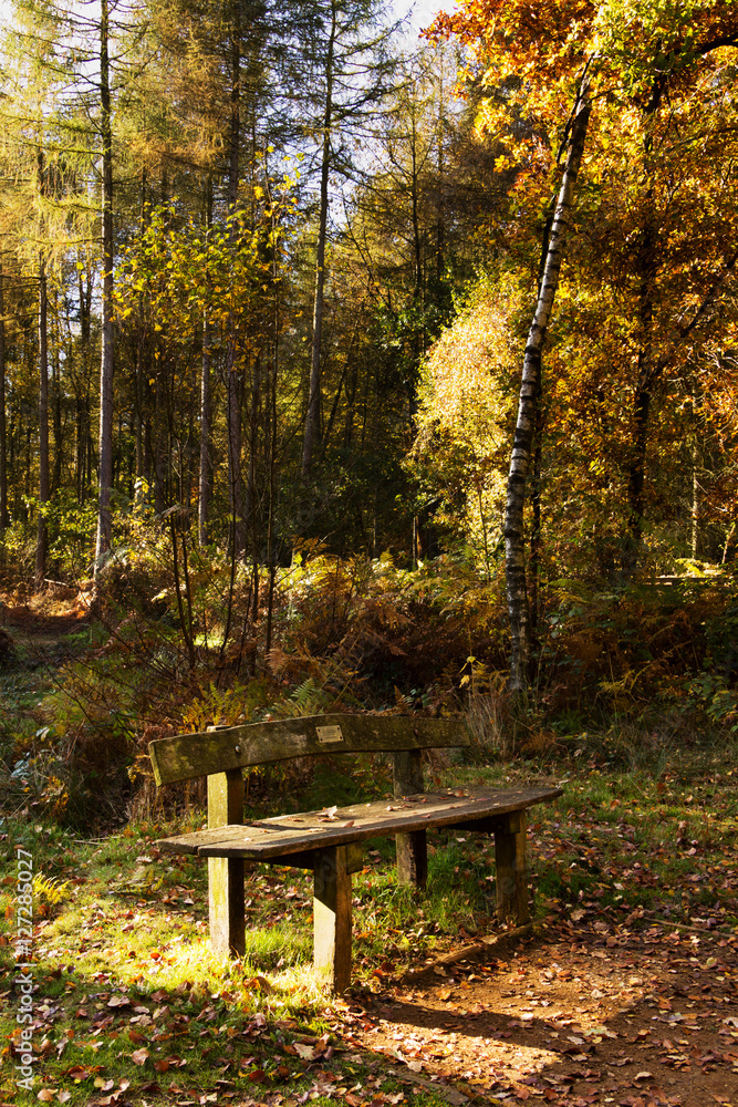 Woodland scene with yellow and brown autumn leaves Woodland scene with yellow and brown autumn leaves
