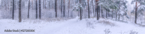 Panoramic view of  winter pine forest with a tree in frost. The mysterious atmosphere of snowfall