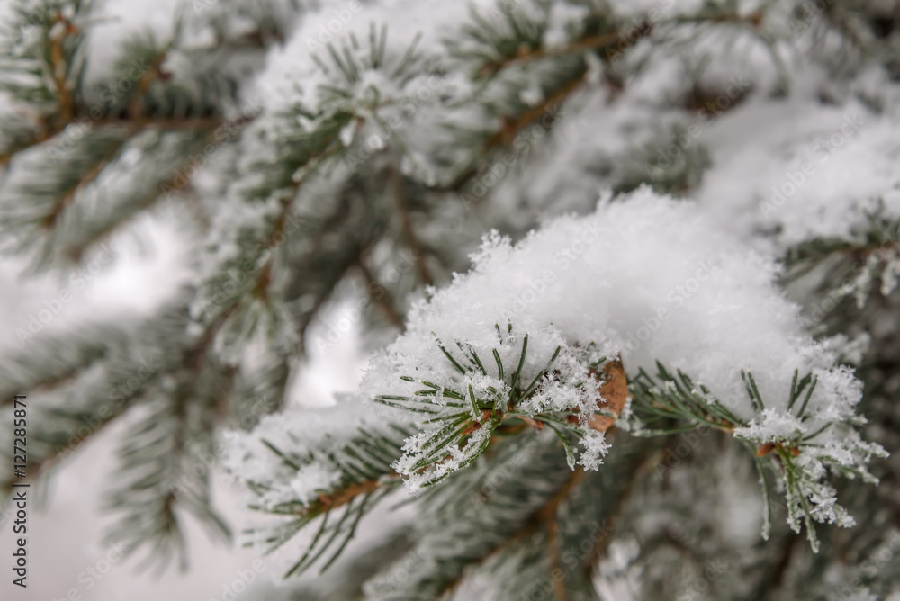 branch spruce snow winter needles branch spruce snow winter needles