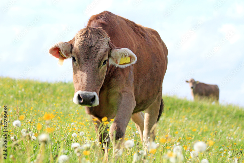 Allgäuer Kuh im Frühling