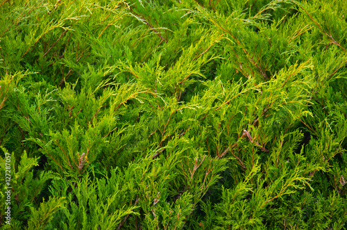 Green juniper bushes in a city park