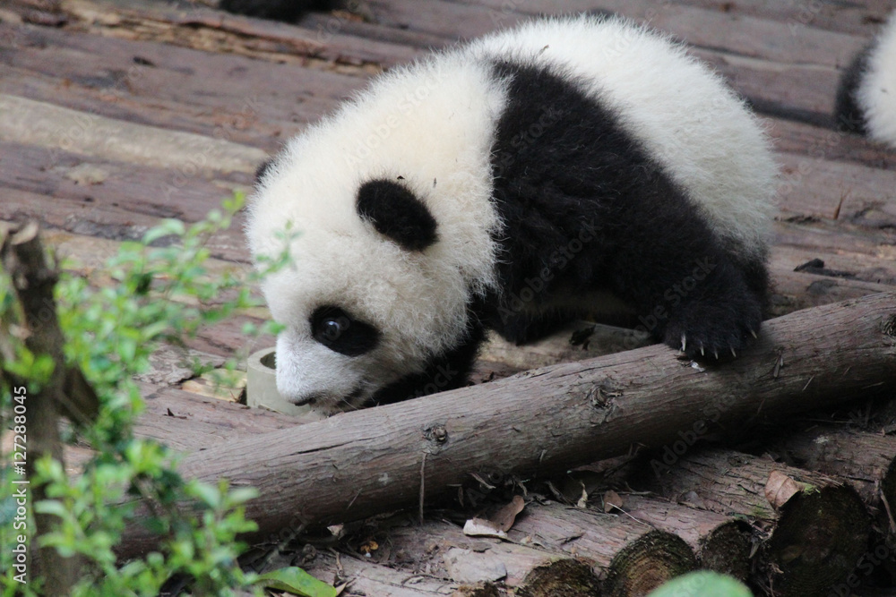 Fototapeta premium Baby Panda on the Playground