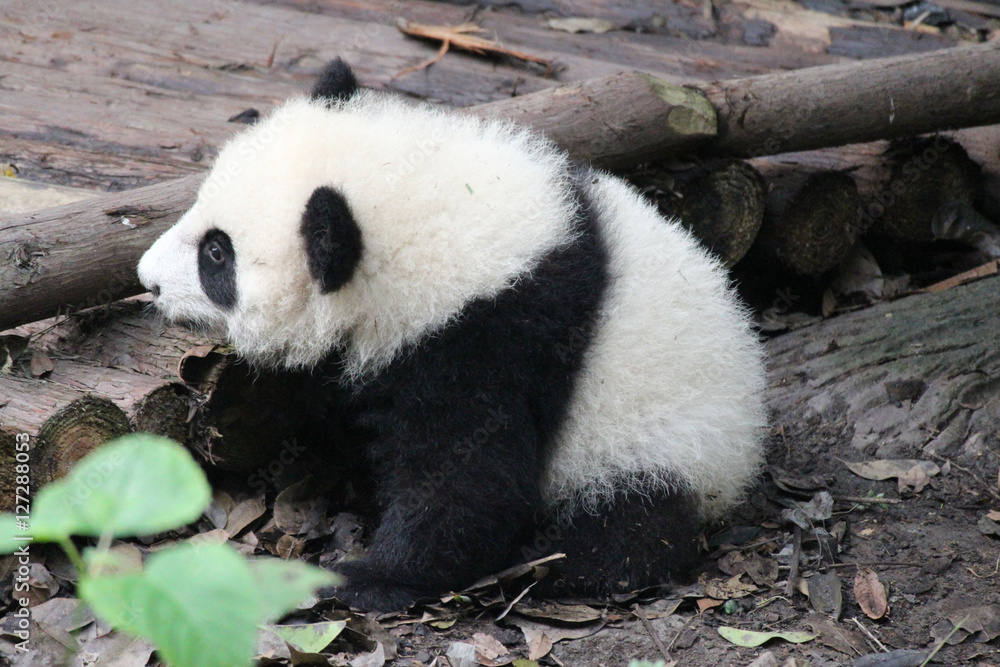 Naklejka premium Baby Panda on the Playground