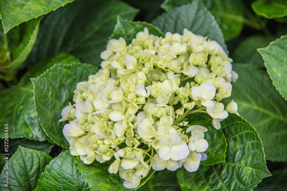 White hydrangea flowers,Beautiful white flower in garden White hydrangea flowers,Beautiful white flower in garden