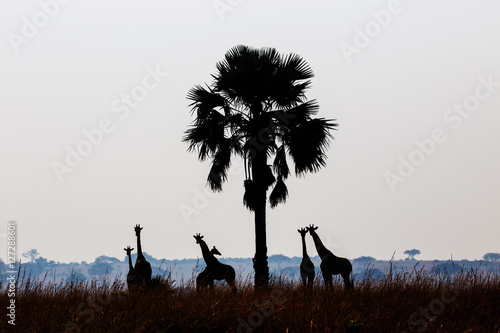 Photography Giraffes in the African savannah
