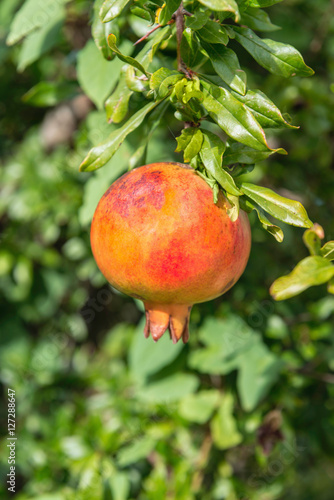 Pomegranate