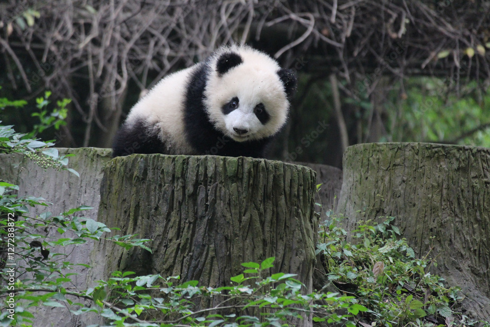 Fototapeta premium Baby Panda on the Playground