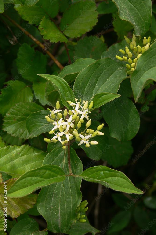 Sanguinello (Cornus sanguinea) - ramo con infiorescenza Sanguinello (Cornus sanguinea) - ramo con infiorescenza