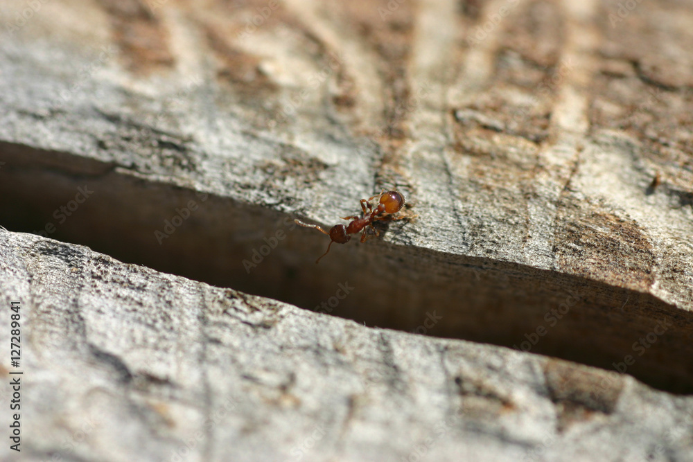 Fototapeta premium Ameise vor dem Abgrund