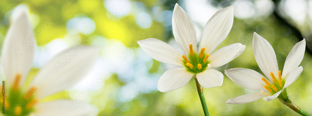 Fototapeta premium image of beautiful white flower on green background closeup