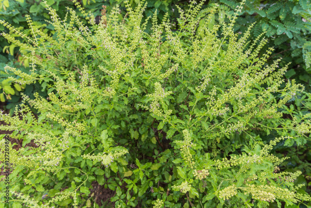 Fototapeta premium sweet basil tree for for ingredient
