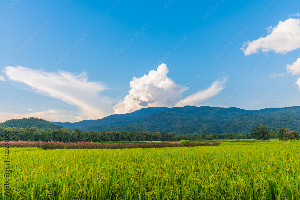 golden rice field with blue sky golden rice field with blue sky
