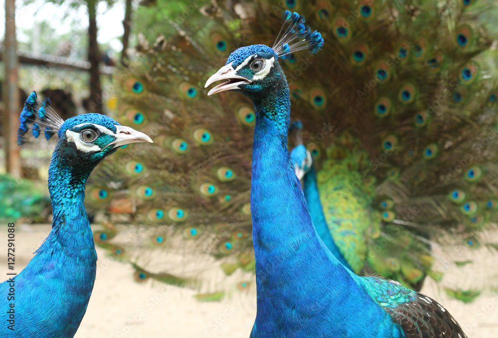 Obraz premium Indian peacock species