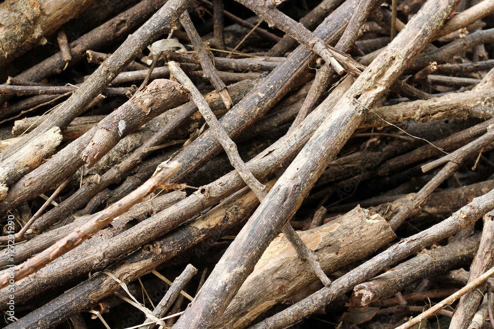 Piles of tree branches composition Piles of tree branches composition