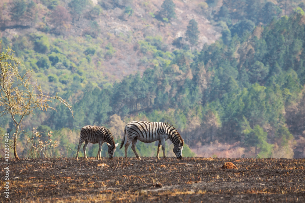 Naklejka premium Zebras in the African savannah