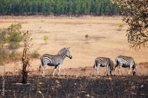 Zebras in the African savannah  