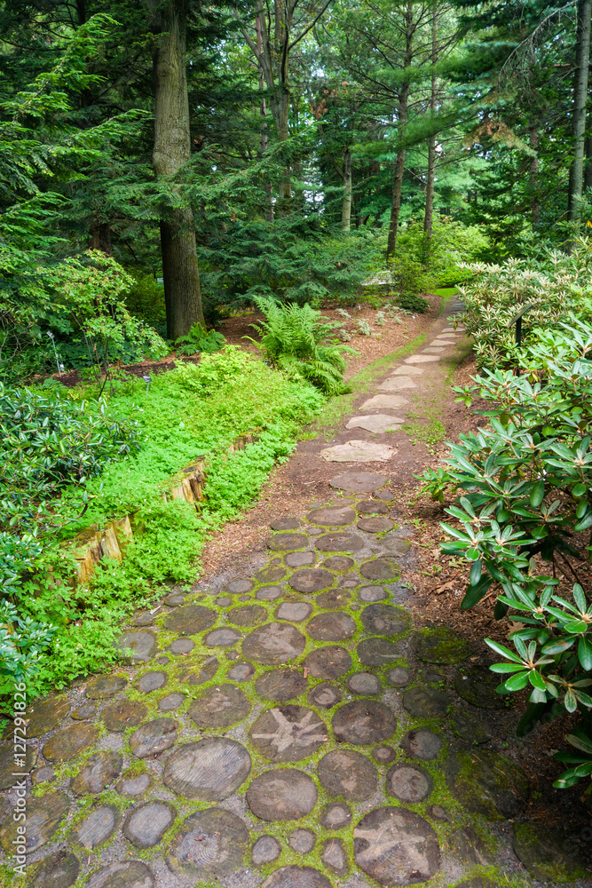 Trail through a forest Trail through a forest