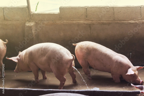 Lean hogs in a farm, closeup of photo photo