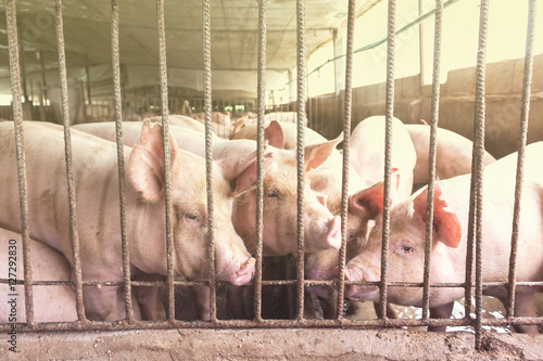 Lean hogs in a farm, closeup of photo