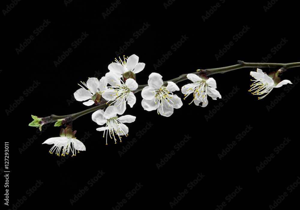 Obraz premium apricot flowers