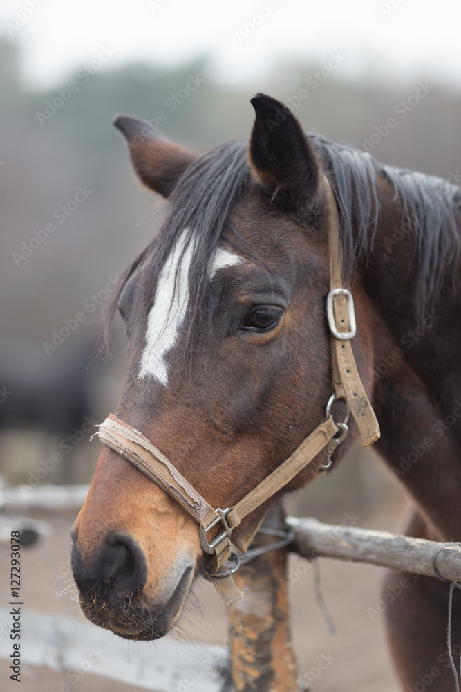 Portrait of a thoroughbred horse close up in nature. Portrait of a thoroughbred horse close up in nature.