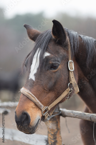 Portrait of a thoroughbred horse close up in nature.