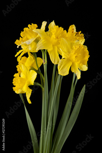 spring yellow daffodil flowers