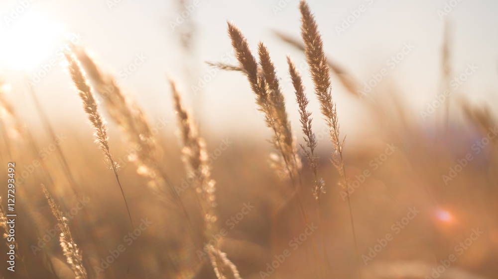 Fototapeta premium stalks of dry grass in a field at sunset
