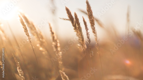 stalks of dry grass in a field at sunset