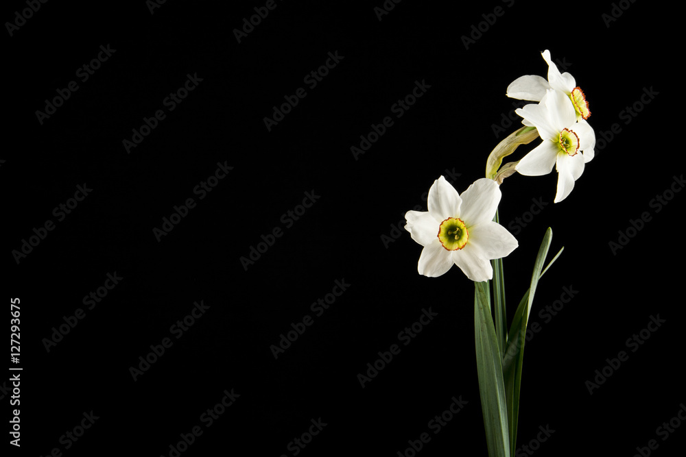 Fototapeta premium spring flowers daffodils