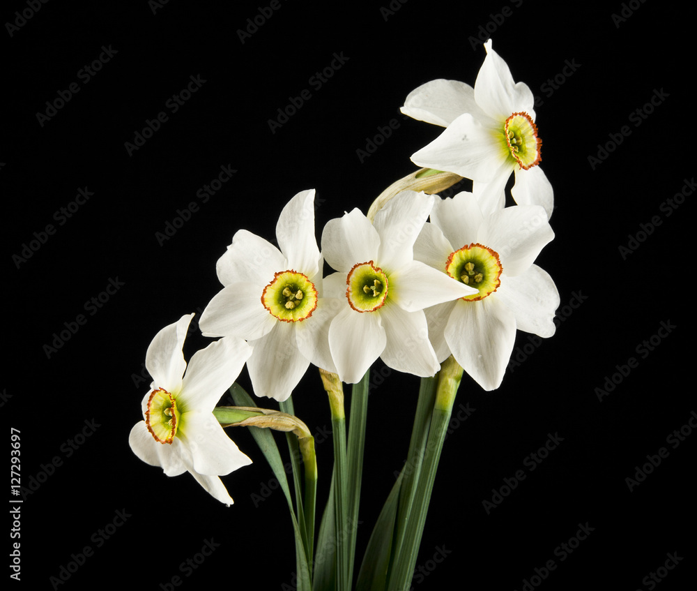 spring flowers daffodils spring flowers daffodils