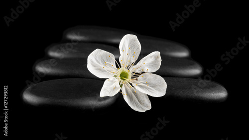 black stone with a spring flower