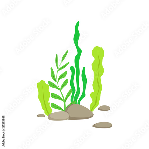 Set Of Different Bottom Underwater Algae Growing On The Rock