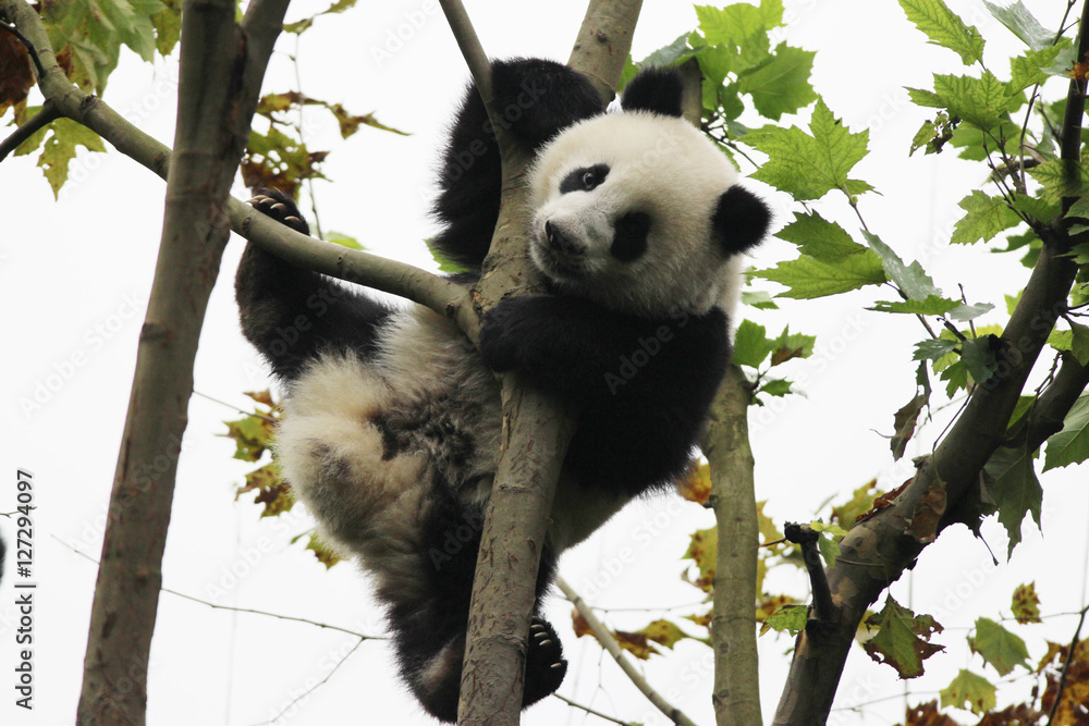 Obraz premium Acrobatic Panda