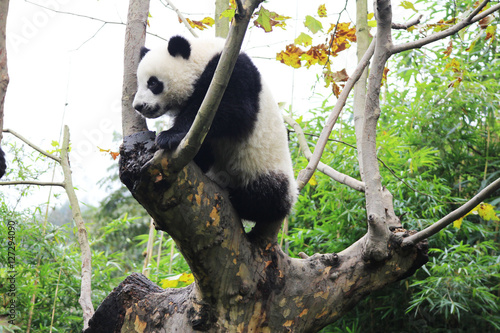 Baby Panda on the Tree © foreverhappy