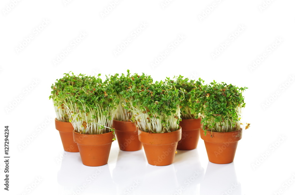 growing cress