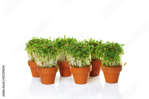 growing cress