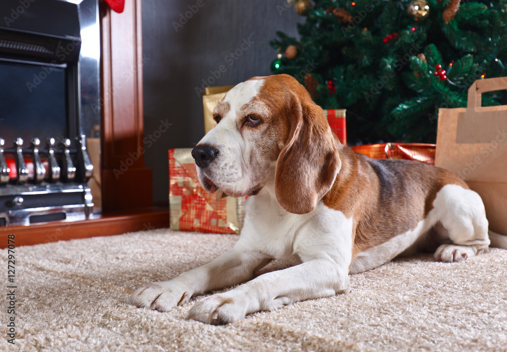 A lone beagle on the carpet with Christmas gifts in front of the