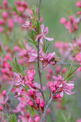 Bee and pink flowers spring. Beautiful nature, delicate colors. 