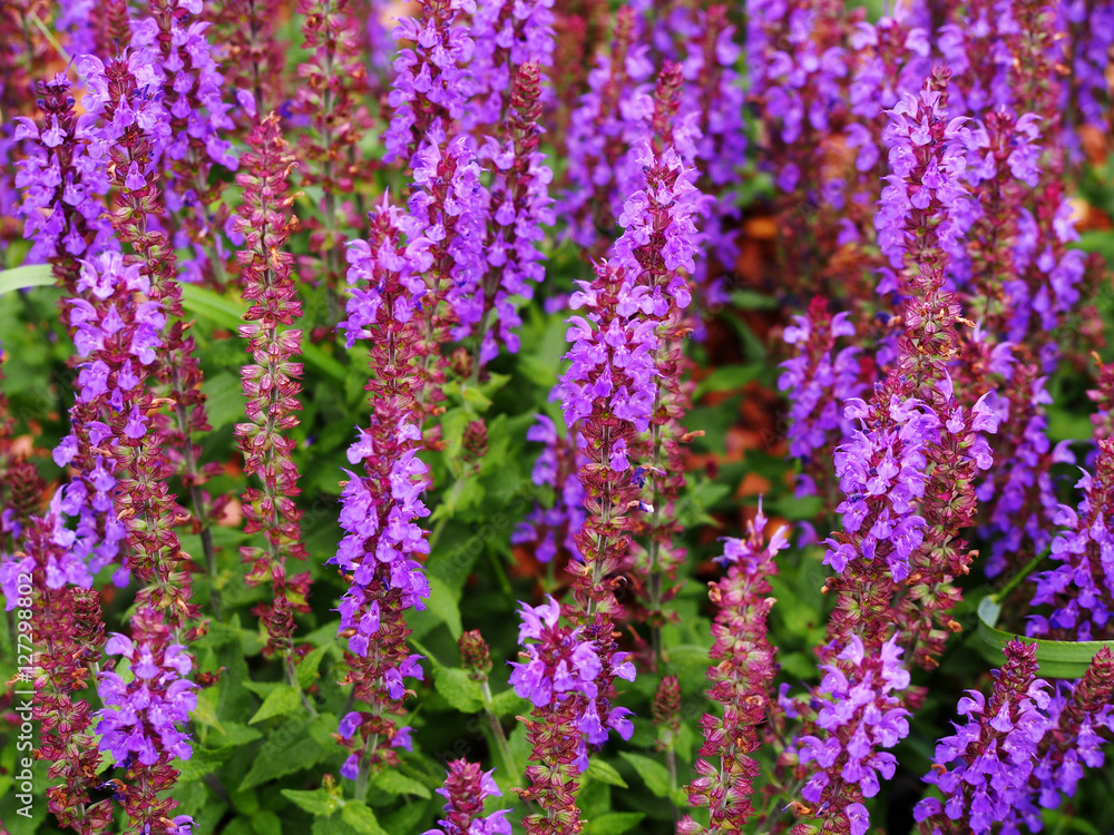 Fototapeta premium Woodland sage, Balcan clary (Salvia nemorosa) 