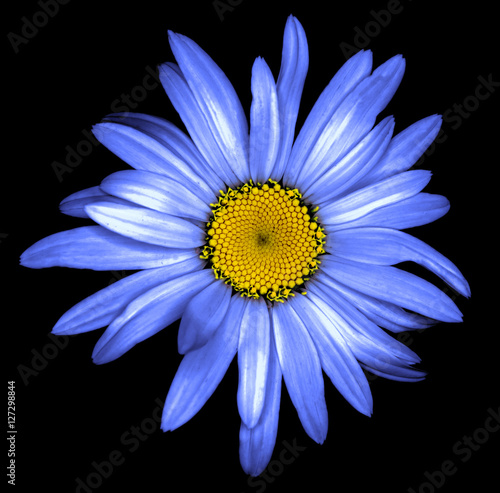 Surreal dark chrome blue daisy flower macro isolated on black