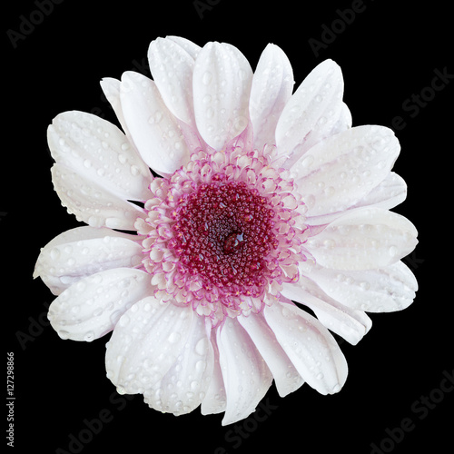 White and pink chrysanthemum flower macro isolated on black