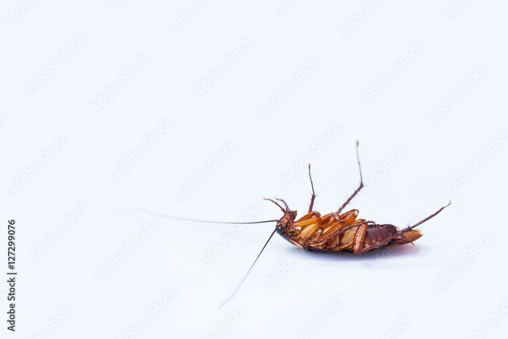 Dead cockroaches Dead cockroaches