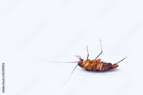 Dead cockroaches © koosen