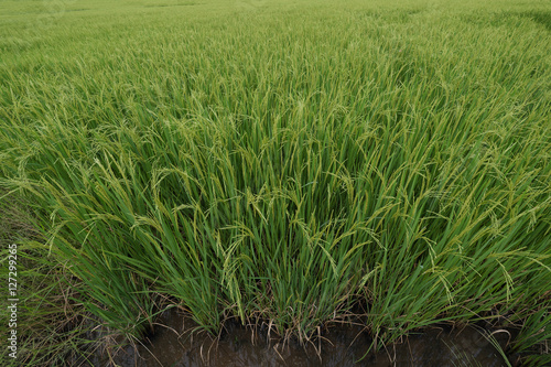 Closeup of rice spike in Paddy field